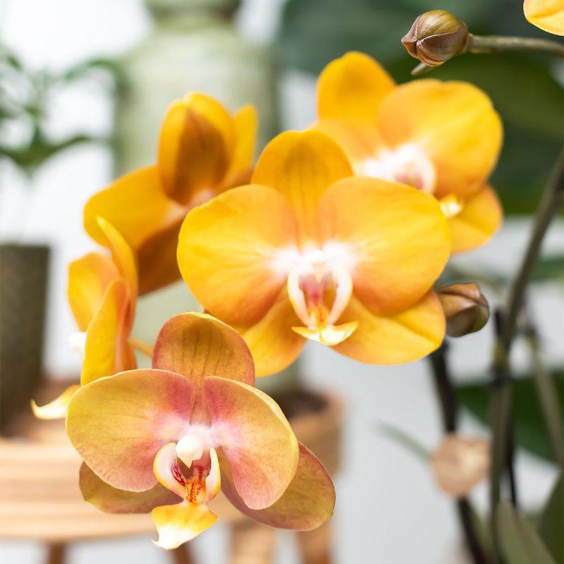 Kolibri Orchids | oranje orchideeënset in Reed Basket incl. waterreservoir | drie oranje orchideeën Las Vegas 12cm | Mono Bouquet oranje met zelfvoorzienend waterreservoir.