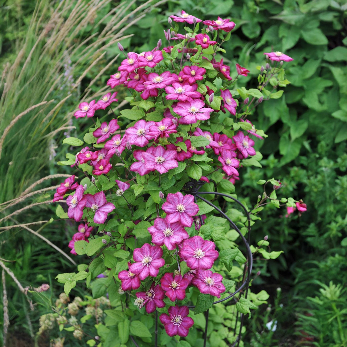 Green boutiQ - Klimplant - Clematis Ville de Lyon - Bloem Roze - Weinig onderhoud -2 planten -  Pot 11cm Hoogte 40cm