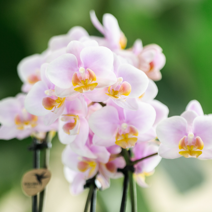 Kolibri Orchids | Gift set Mediterranean Sunset small | Groene plant met roze Phalaenopsis orchidee Andorra  in Painted Stripe sierpotten op wit organisch dienblad