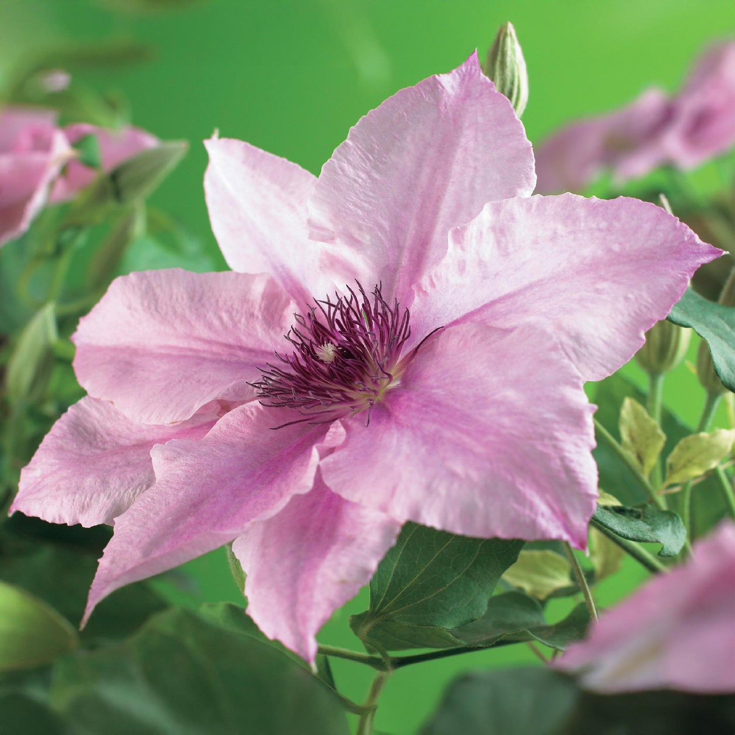 Green boutiQ - Klimplant - Clematis Pink Fantasy - Bloem Roze - Weinig onderhoud -2 planten -  Pot 11cm Hoogte 40cm