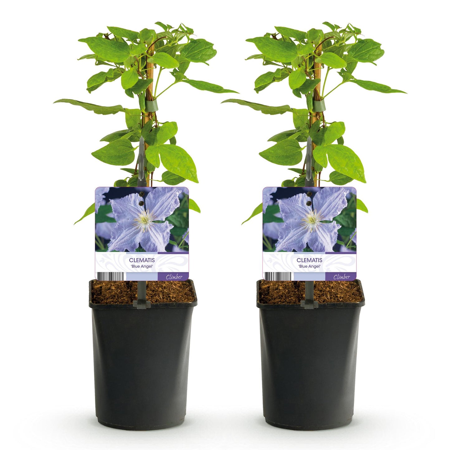 Green boutiQ - Klimplant - Clematis Blue Angel - Bloem Licht Blauw - Weinig onderhoud -2 planten -  Pot 11cm Hoogte 40cm