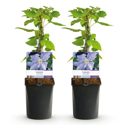 Green boutiQ - Klimplant - Clematis Blue Angel - Bloem Licht Blauw - Weinig onderhoud -2 planten -  Pot 11cm Hoogte 40cm