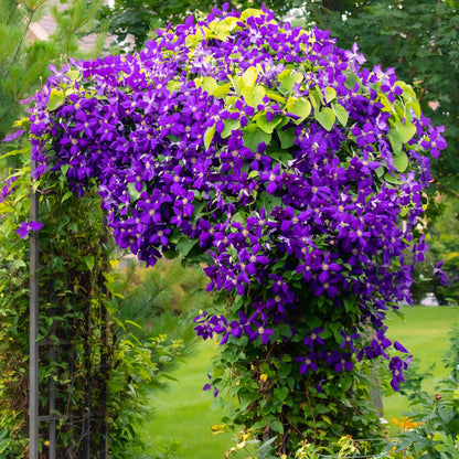 Green boutiQ - Klimplant - Clematis Jackmanii - Bloem Blauw - Weinig onderhoud -2 planten -  Pot 11cm Hoogte 40cm