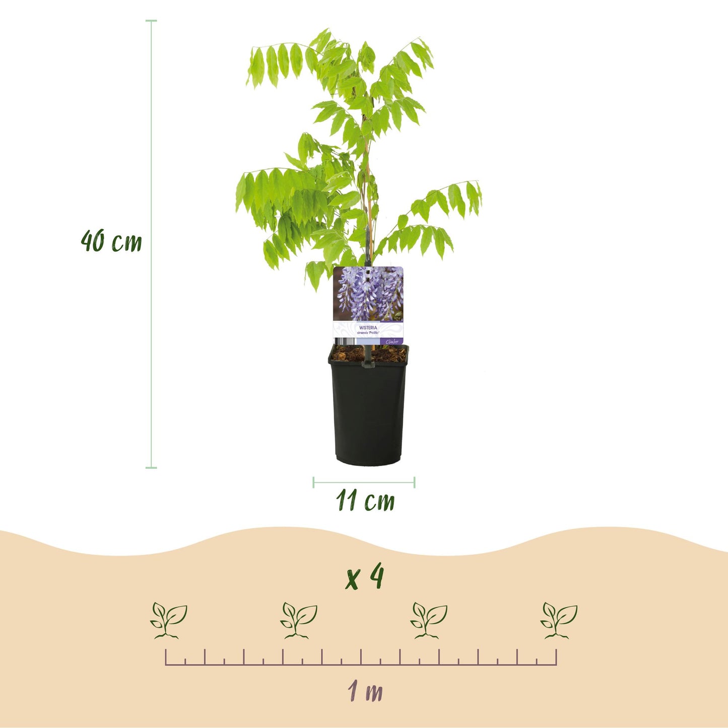 Green boutiQ - Blauwe regen - Wisteria floribunda Prolific - Bloem Blauw  - 1 plant - Pot 11cm Hoogte 40cm