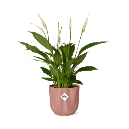Spathiphyllum 12 Cm Torelli in ELHO Vibes Fold 14cm roze