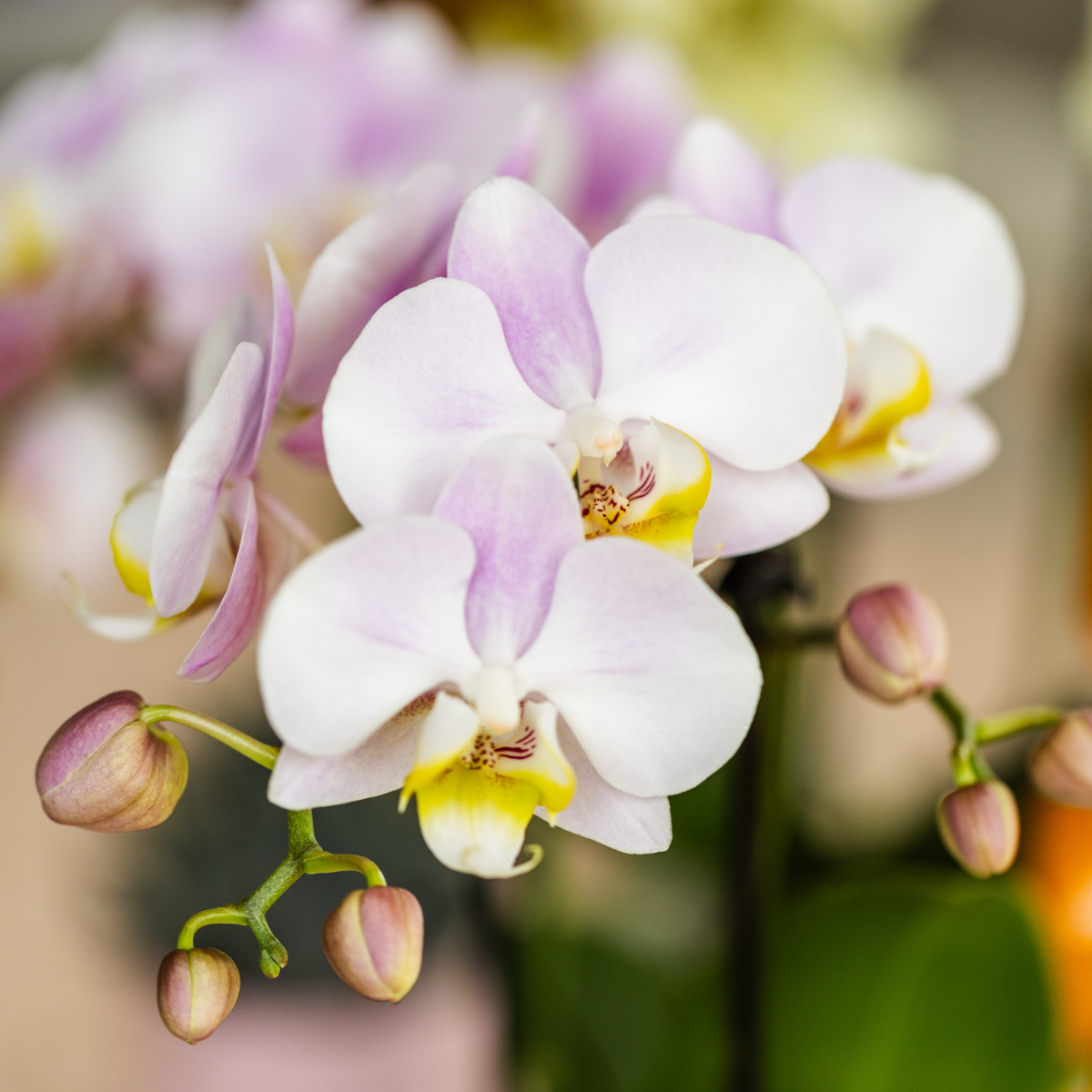 Kolibri Orchids | roze phalaenopsis orchidee Portugal + Mosa sierpot roze - potmaat Ø9cm | bloeiende kamerplant - vers van de kweker