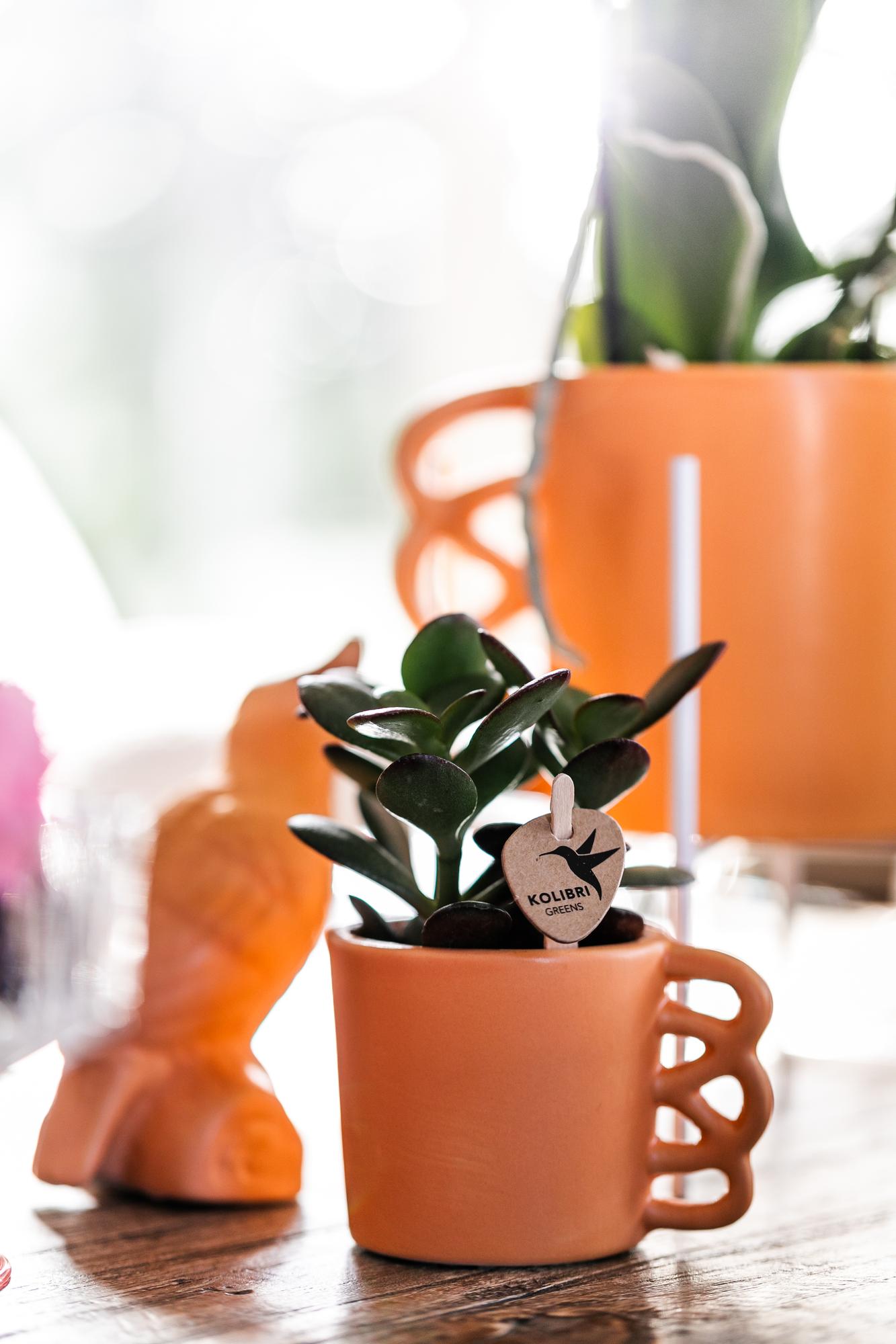 Kolibri Greens | Groene plant - Succulent Crassula Ovata -  groene kamerplant - vers van de kweker - Ø6cm