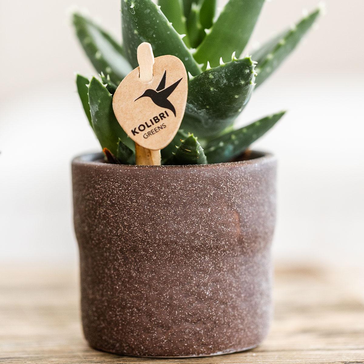 Kolibri Greens | Groene plant - Succulent Aloë Brevifolia - potmaat Ø6cm - groene kamerplant - vers van de kweker