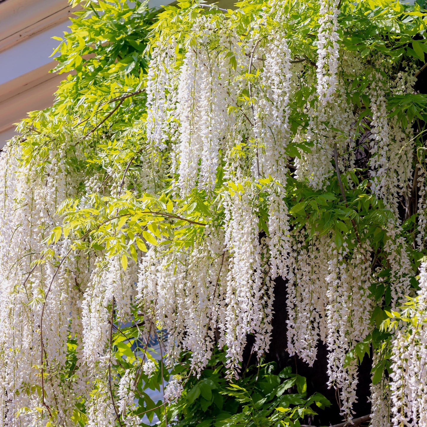 Green boutiQ - Blauwe regen - Wisteria floribunda Alba - Bloem Wit  - 1 plant - Pot 11cm Hoogte 40cm
