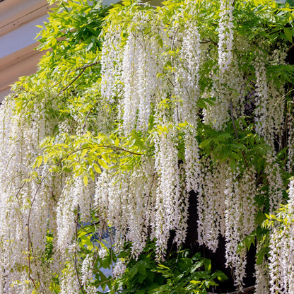 Green boutiQ - Blauwe regen - Wisteria floribunda Alba - Bloem Wit  - 1 plant - Pot 11cm Hoogte 40cm