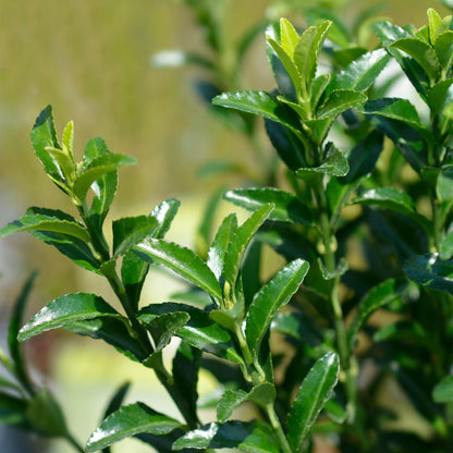 Green boutiQ - Haagplanten - Euonymus japonica Green Spire -  blad groen - 8 planten - 1 strekkende meter - groenblijvend - pot 9cm hoogte 20-25cm