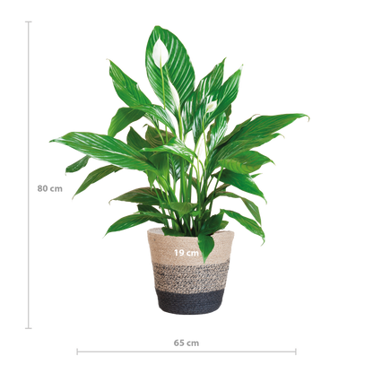 Spathiphyllum met Mand Lissabon zwart - 80cm - Ø21