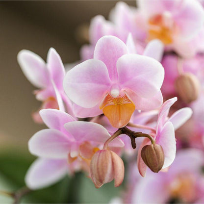 Kolibri Orchids | Roze phalaenopsis orchidee - Andorra - potmaat Ø9cm | bloeiende kamerplant - vers van de kweker