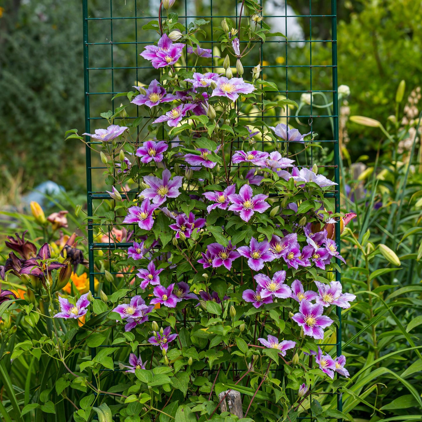 Green boutiQ - Klimplant - Clematis Piilu - Bloem Roze - Weinig onderhoud -2 planten -  Pot 11cm Hoogte 40cm