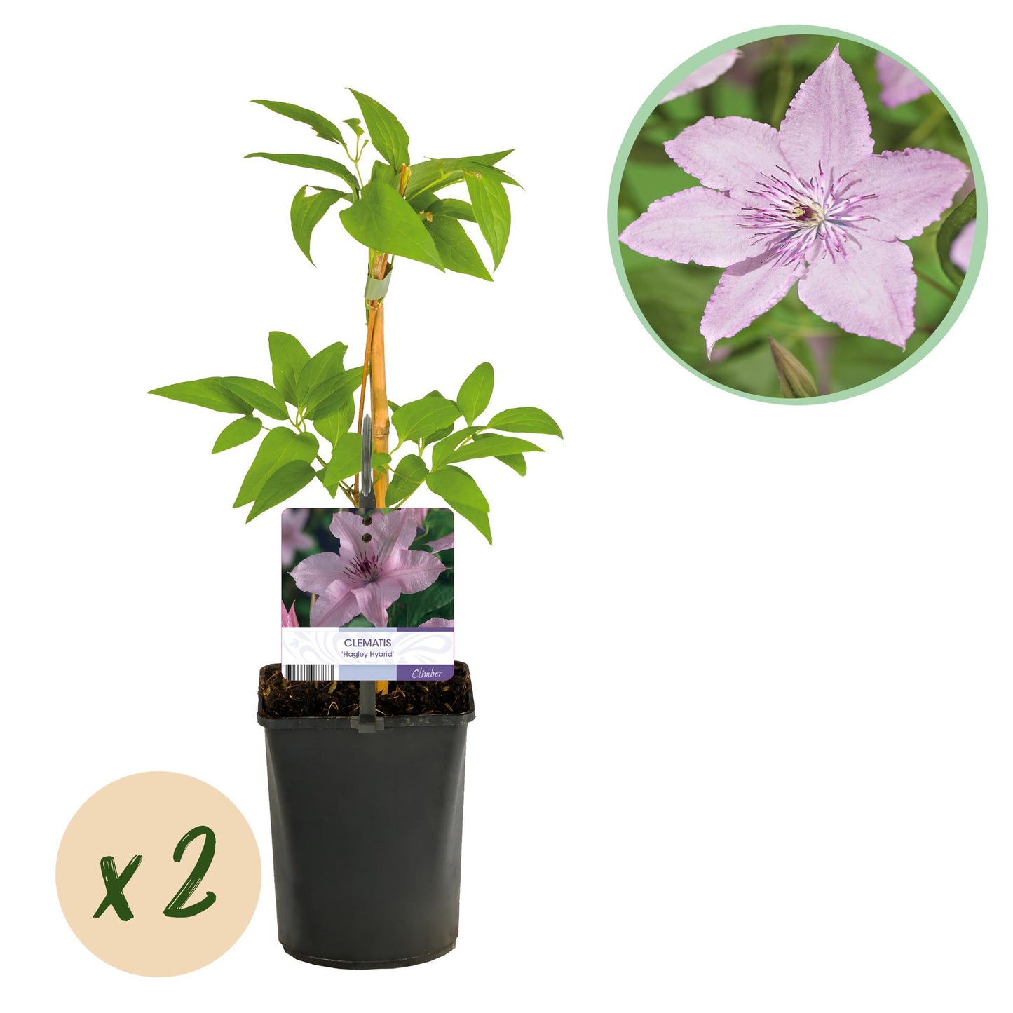 Green boutiQ - Klimplant - Clematis Hagley Hybrid - Bloem Roze - Weinig onderhoud -2 planten -  Pot 11cm Hoogte 40cm