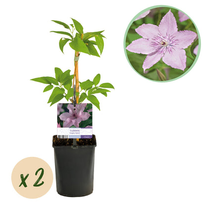 Green boutiQ - Klimplant - Clematis Hagley Hybrid - Bloem Roze - Weinig onderhoud -2 planten -  Pot 11cm Hoogte 40cm