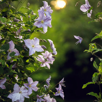 Green boutiQ - Klimplant - Clematis Blue Angel - Bloem Licht Blauw - Weinig onderhoud -2 planten -  Pot 11cm Hoogte 40cm