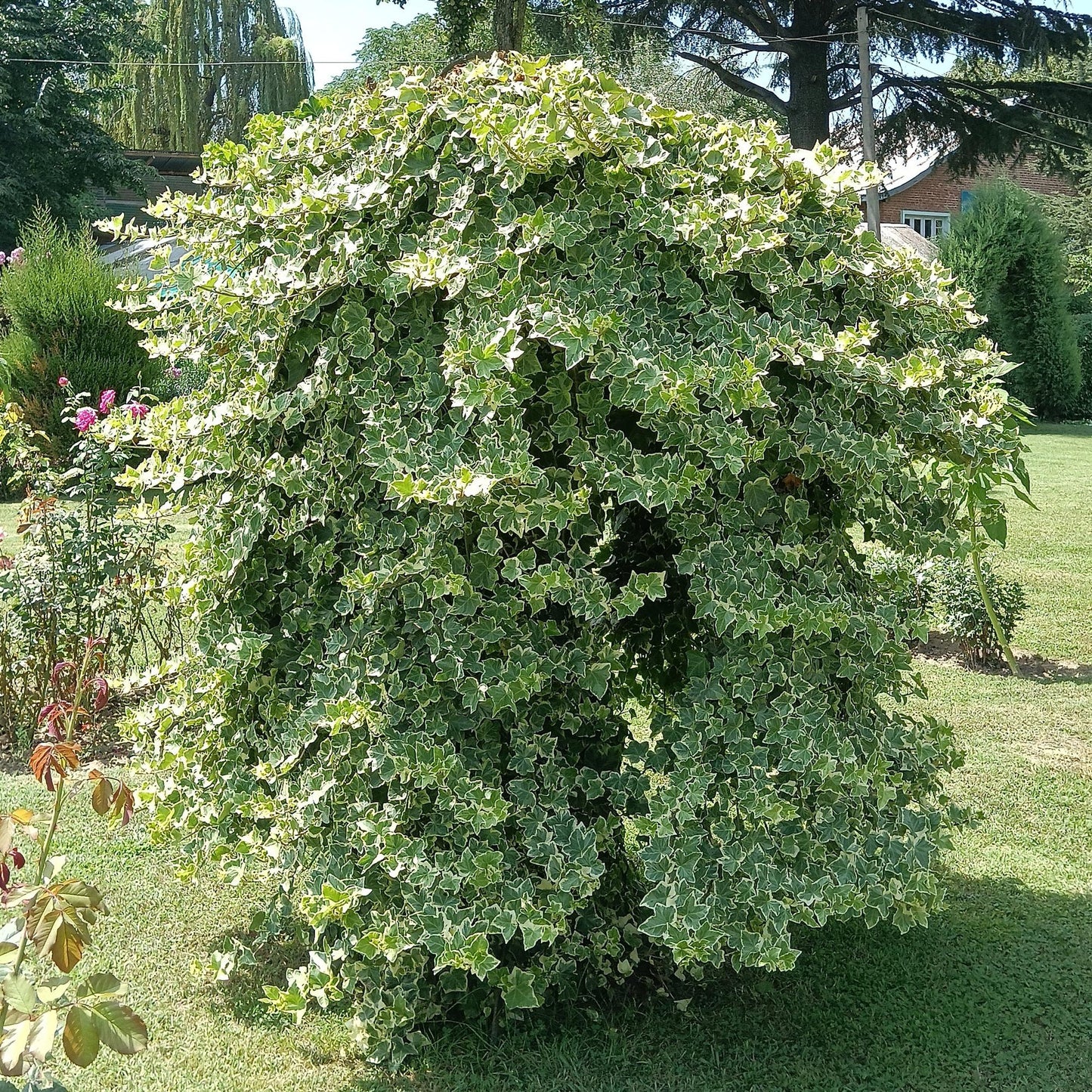 Green boutiQ - Klimplant - Hedera helix Glacier -  Blad Bont - Groenblijvend - 2 planten - Pot 11cm Hoogte 40cm