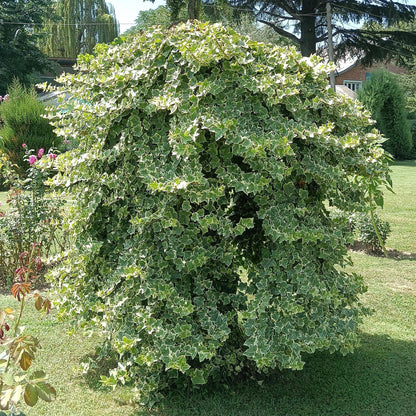 Green boutiQ - Klimplant - Hedera helix Glacier -  Blad Bont - Groenblijvend - 2 planten - Pot 11cm Hoogte 40cm