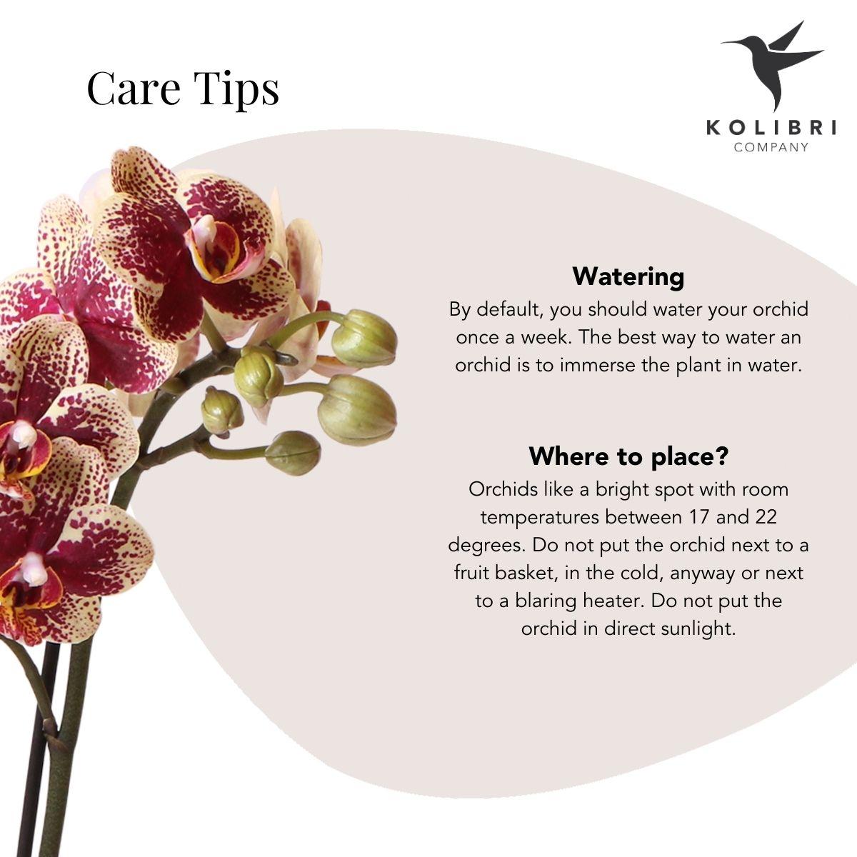 Kolibri Orchids | Geel rode Phalaenopsis orchidee - Spain + Glazed sierpot cognac - potmaat Ø9cm - 40 cm hoog | bloeiende kamerplant - vers van de kweker