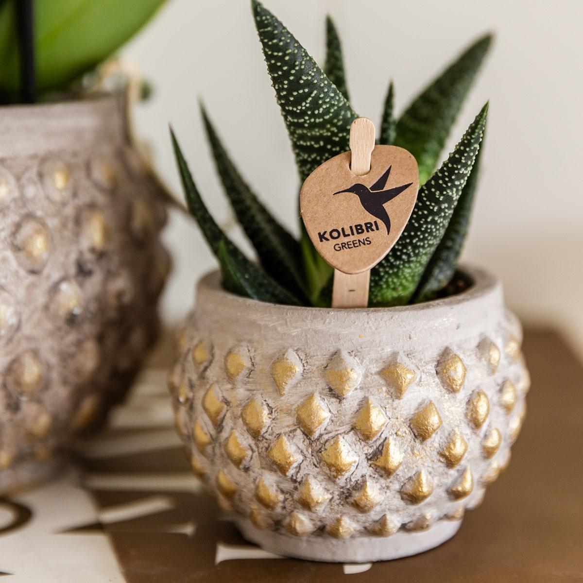 Kolibri Greens | Groene plant - Succulent Haworthia Royal Highnness - potmaat Ø6cm - groene kamerplant - vers van de kweker