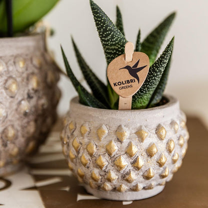 Kolibri Greens | Groene plant - Succulent Haworthia Royal Highnness - potmaat Ø6cm - groene kamerplant - vers van de kweker