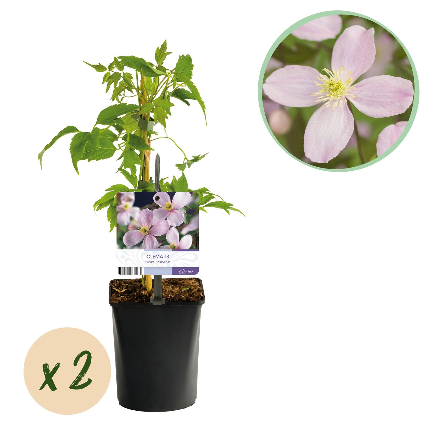 Green boutiQ - Klimplant - Clematis montana Rubens - Bloem Roze - Vroegbloeiend - Weinig onderhoud -2 planten -  Pot 11cm Hoogte 40cm