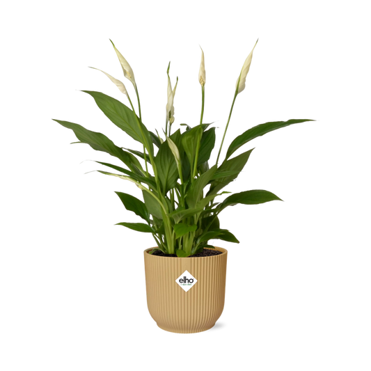 Spathiphyllum 12 Cm Torelli  in ELHO Vibes Fold 14cm geel
