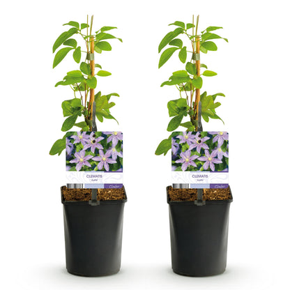 Green boutiQ - Klimplant - Clematis Justa - Bloem Licht Blauw - Weinig onderhoud -2 planten -  Pot 11cm Hoogte 40cm