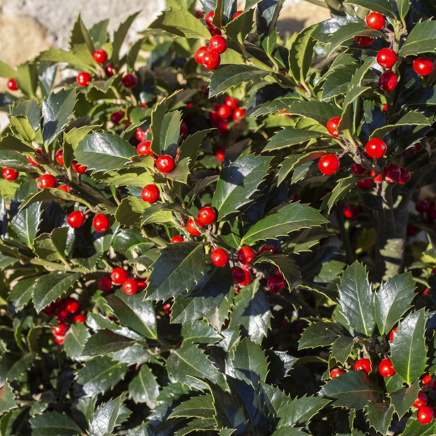 Green boutiQ - Haagplanten - Ilex Blue maid- blad groen - 8 planten - 1 strekkende meter - groenblijvend - pot 9cm hoogte 25-30cm