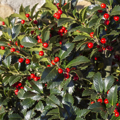 Green boutiQ - Haagplanten - Ilex Blue maid- blad groen - 8 planten - 1 strekkende meter - groenblijvend - pot 9cm hoogte 25-30cm