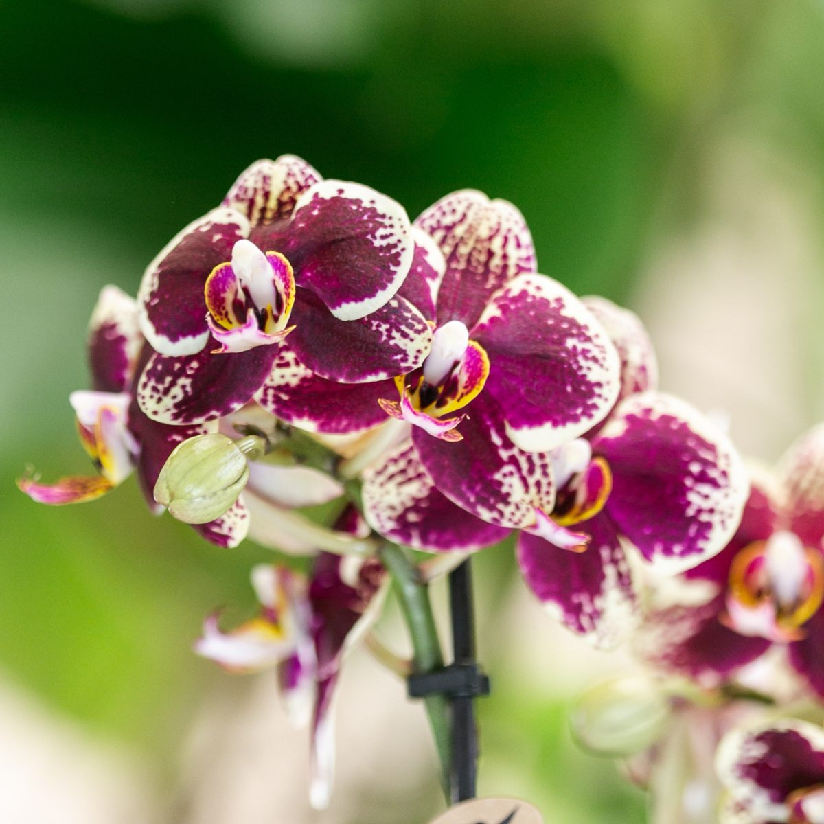 Kolibri Orchids | COMBI DEAL van 2 geel rode phalaenopsis orchideeën - Spain - potmaat Ø9cm | bloeiende kamerplant - vers van de kweker
