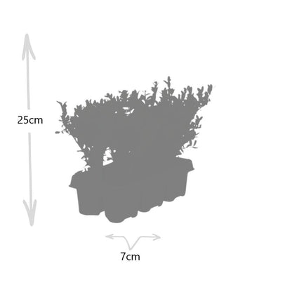 1x 6 pack Ilex crenata 'Jenny' - 6 x Ø7 cm - ↕15 cm