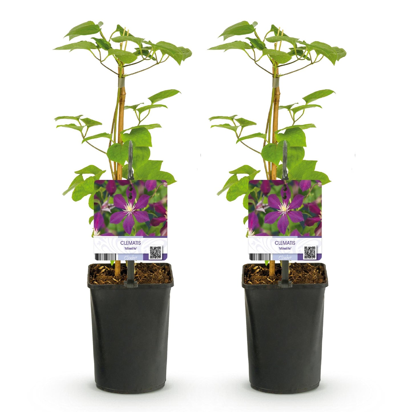 Green boutiQ - Klimplant - Clematis Mikelite - Bloem Paars - Weinig onderhoud -2 planten -  Pot 11cm Hoogte 40cm