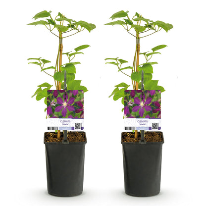 Green boutiQ - Klimplant - Clematis Mikelite - Bloem Paars - Weinig onderhoud -2 planten -  Pot 11cm Hoogte 40cm