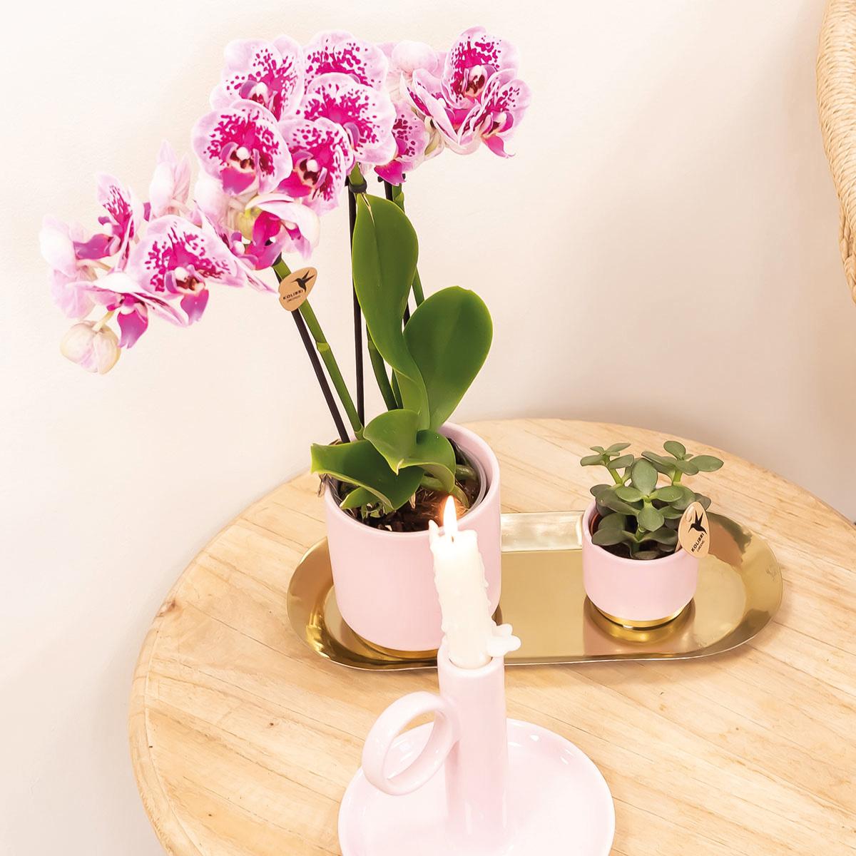 Kolibri Orchids | Roze paarse phalaenopsis orchidee - El Salvador - potmaat Ø9cm | bloeiende kamerplant - vers van de kweker