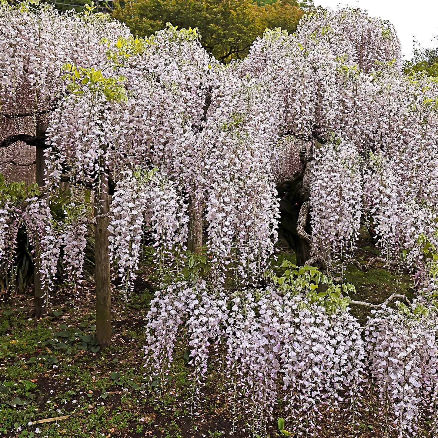 Green boutiQ - Blauwe regen - Wisteria floribunda Rosea - Bloem roze  - 1 plant - Pot 11cm Hoogte 40cm