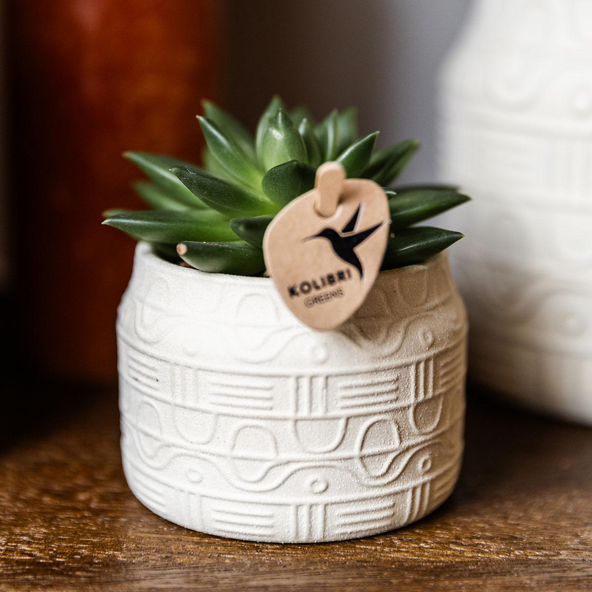 Kolibri Greens | Groene plant - Succulent Echeveria Miranda - potmaat Ø6cm - groene kamerplant - vers van de kweker