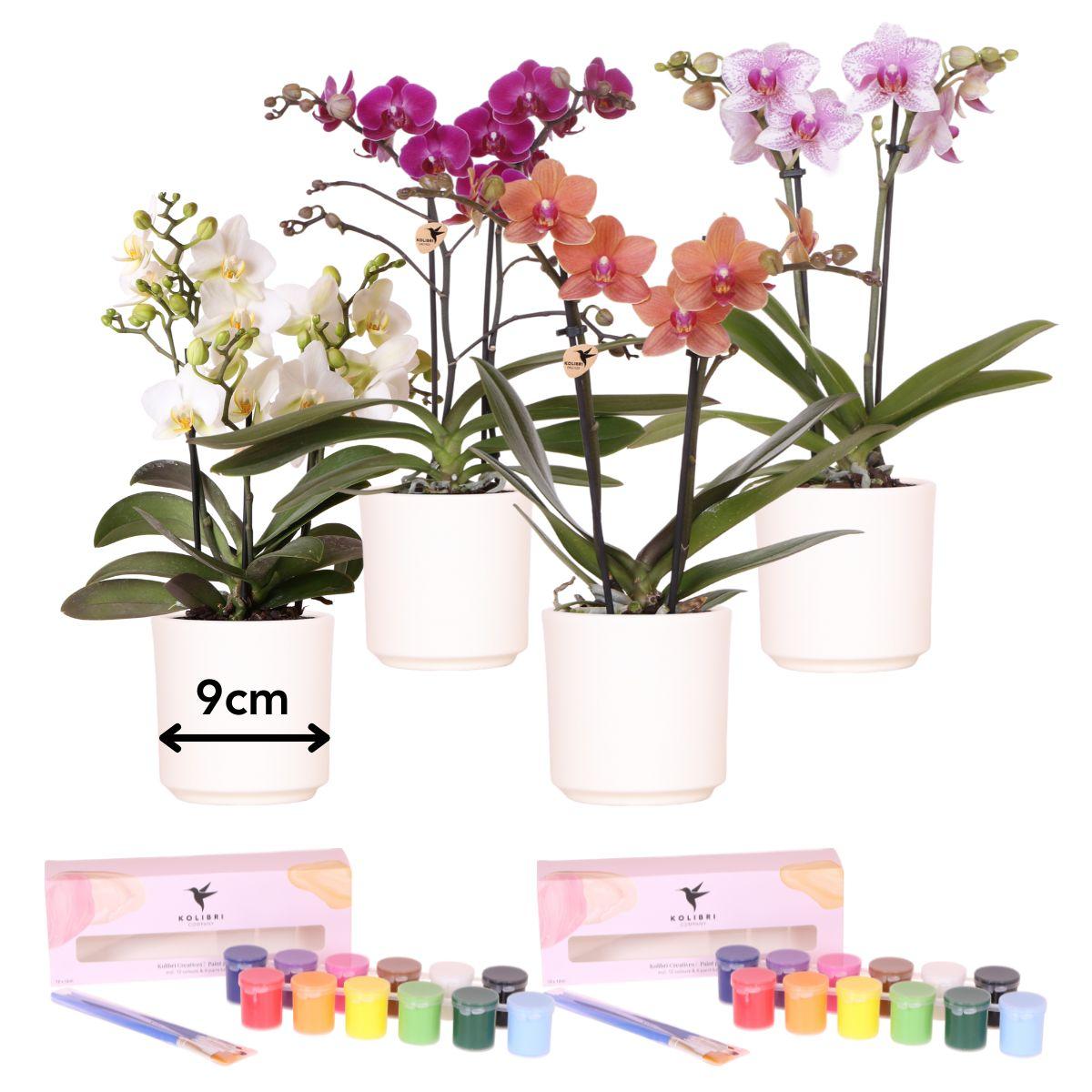 Kolibri Creatives | Verfpakket voor het schilderen van 4 bloempotten + orchideeën | voor 4 personen | Beginnende artiest