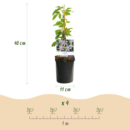Green boutiQ - Klimplant - Clematis Justa - Bloem Licht Blauw - Weinig onderhoud -2 planten -  Pot 11cm Hoogte 40cm