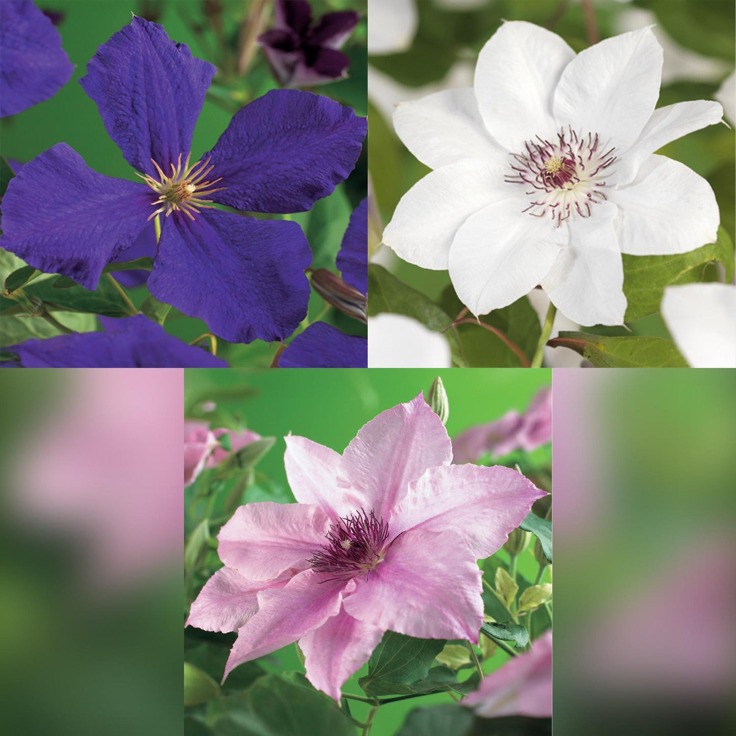 Green boutiQ - Klimplant - Clematis Tricolour  - Bloem Roze Wit Paars - Weinig onderhoud - 3 planten - Pot 11cm Hoogte 40cm