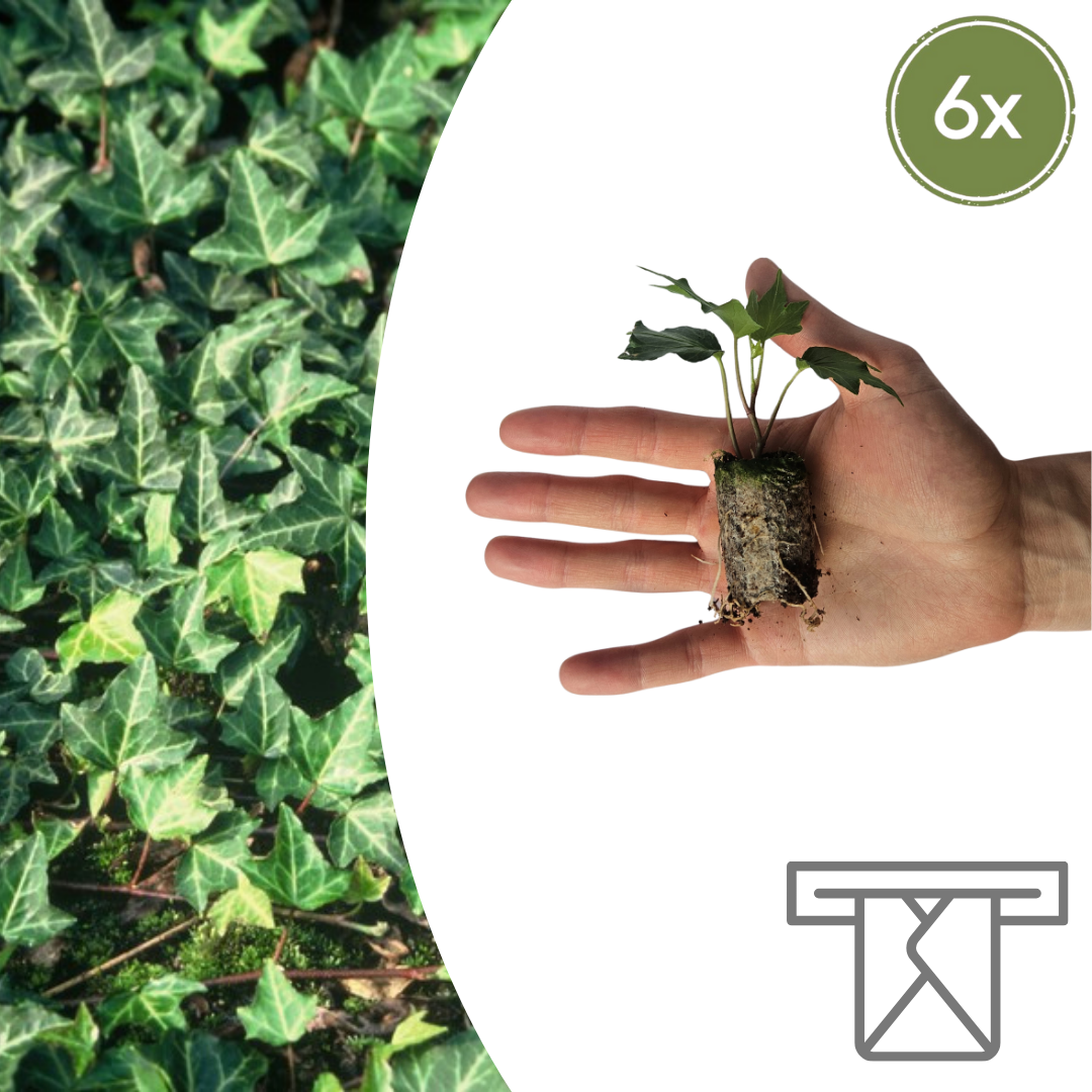 Hedera 'Green Ripple' – 6 Pluggen | Kweek & Geniet van de Mooie Klimplant
