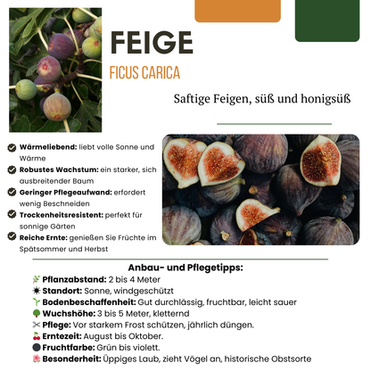 "Zoete oogst trio" BIO Fruitplanten mix set van 3 verschillende soorten