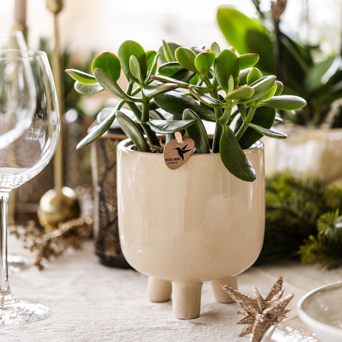 Kolibri Greens | Groene plant - Succulent Crassula Ovata -  groene kamerplant - vers van de kweker - Ø9cm