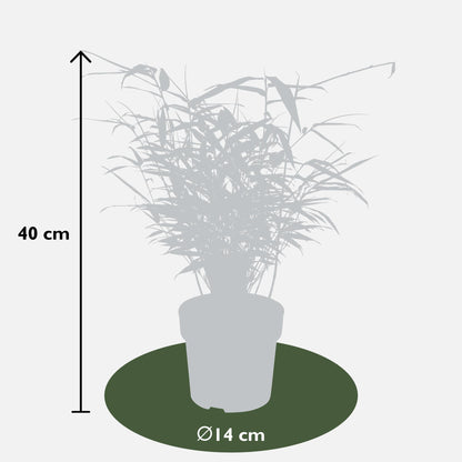 4x Fargesia rufa - ↨40cm - Ø14