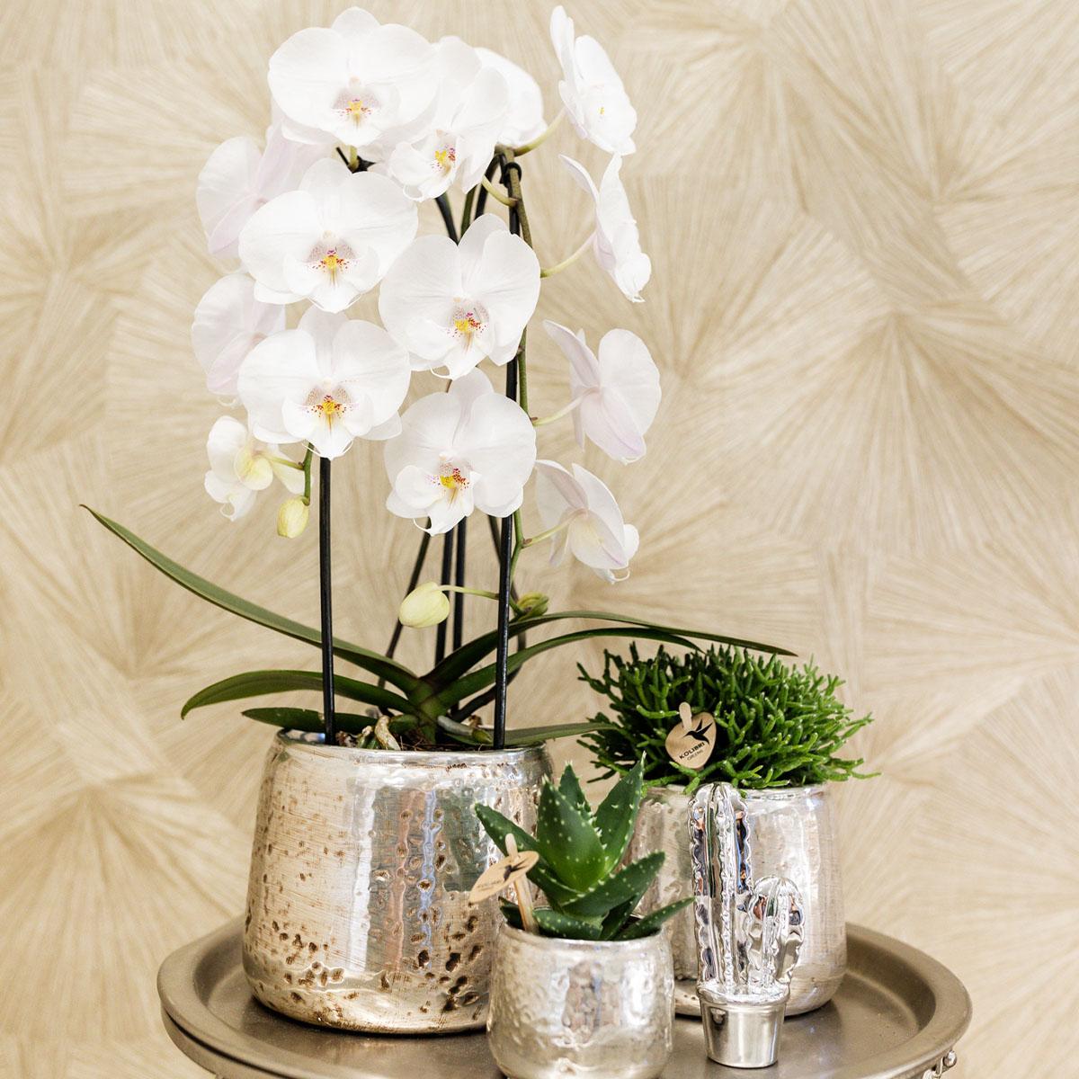 Kolibri Orchids | witte Phalaenopsis orchidee - Niagara Fall  - potmaat Ø12cm | bloeiende kamerplant - vers van de kweker
