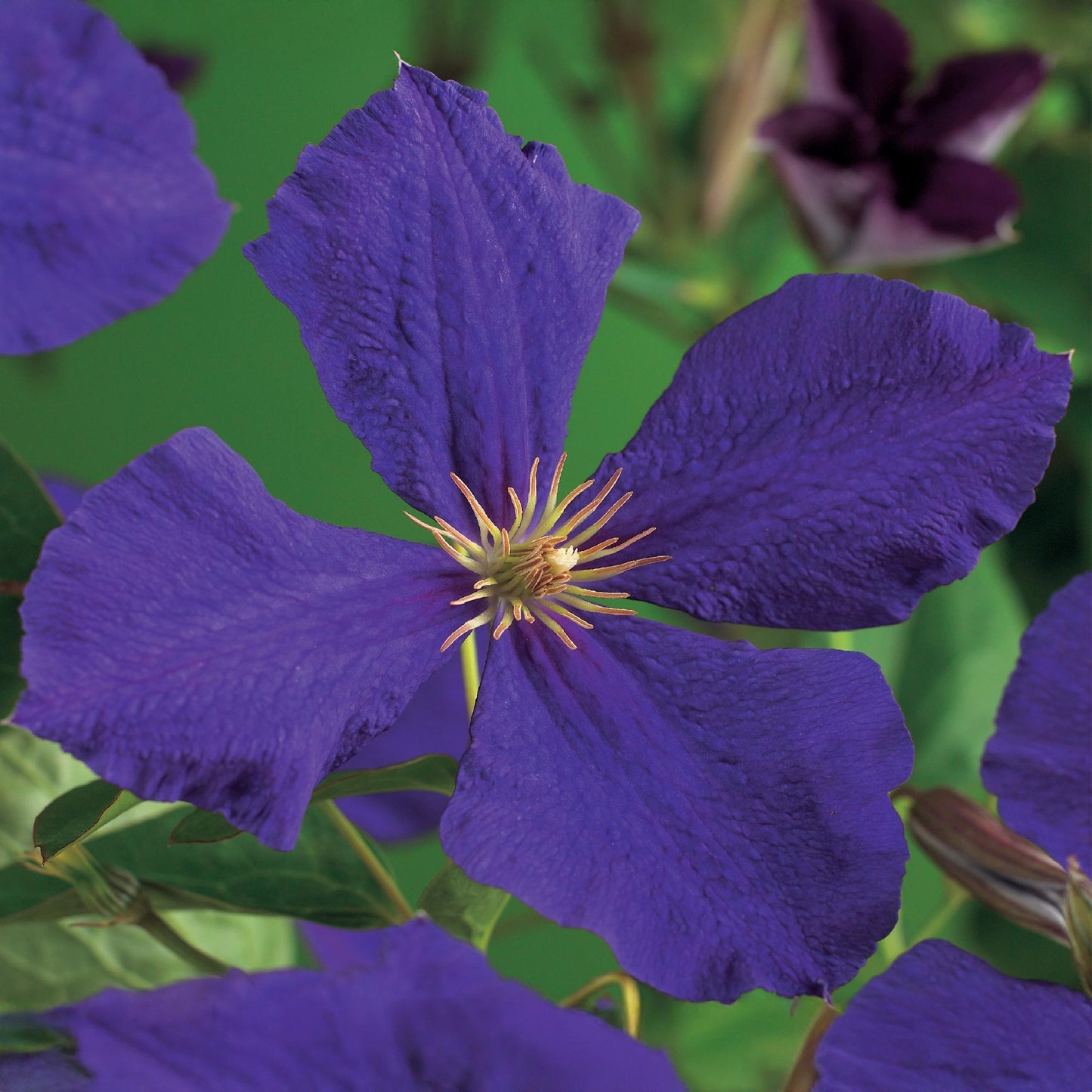 Green boutiQ - Klimplant - Clematis Jackmanii - Bloem Blauw - Weinig onderhoud -2 planten -  Pot 11cm Hoogte 40cm