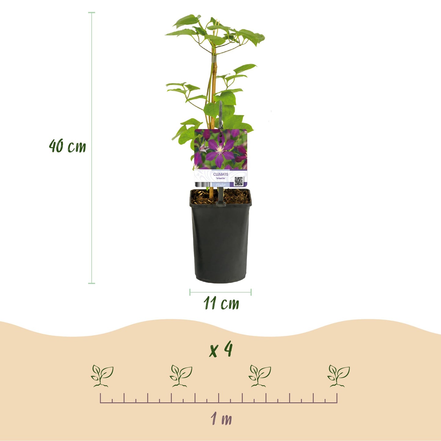 Green boutiQ - Klimplant - Clematis Mikelite - Bloem Paars - Weinig onderhoud -2 planten -  Pot 11cm Hoogte 40cm