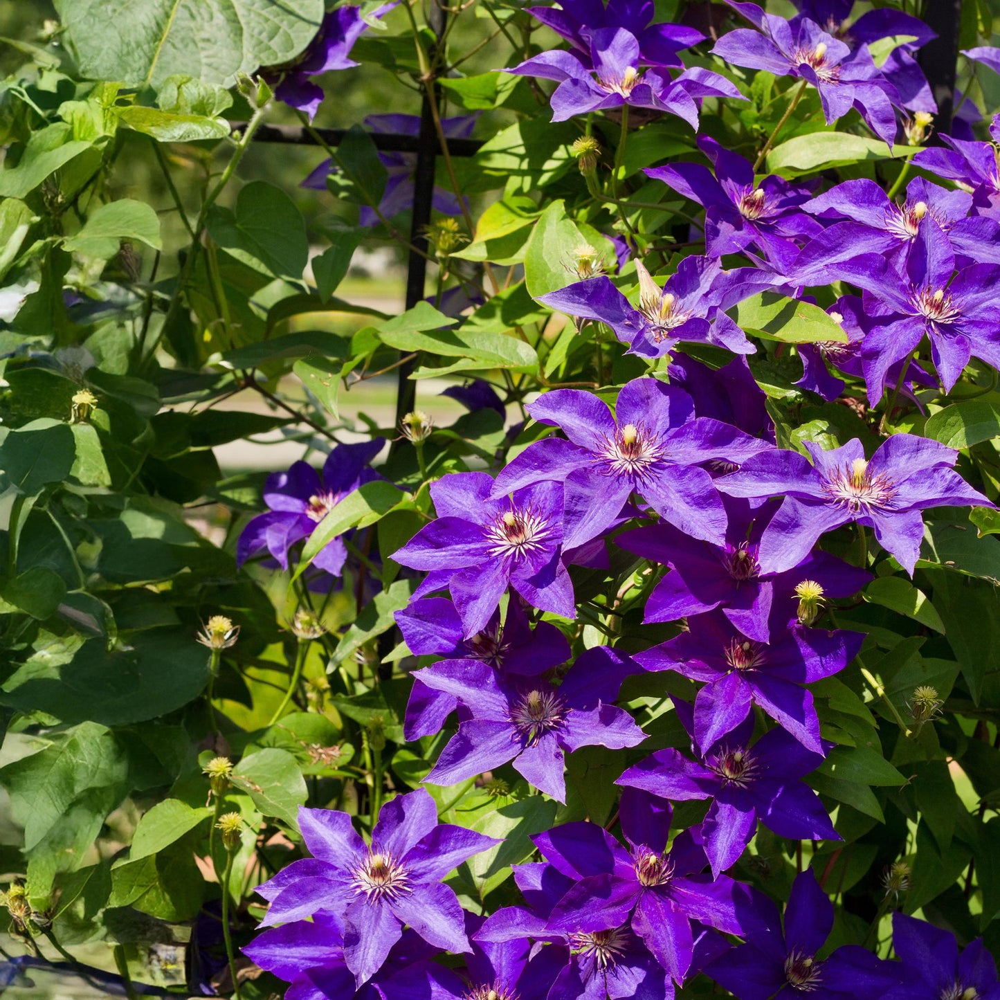 Green boutiQ - Klimplant - Clematis The President - Bloem Roze - Weinig onderhoud -2 planten -  Pot 11cm Hoogte 40cm
