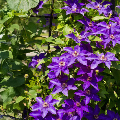 Green boutiQ - Klimplant - Clematis The President - Bloem Roze - Weinig onderhoud -2 planten -  Pot 11cm Hoogte 40cm